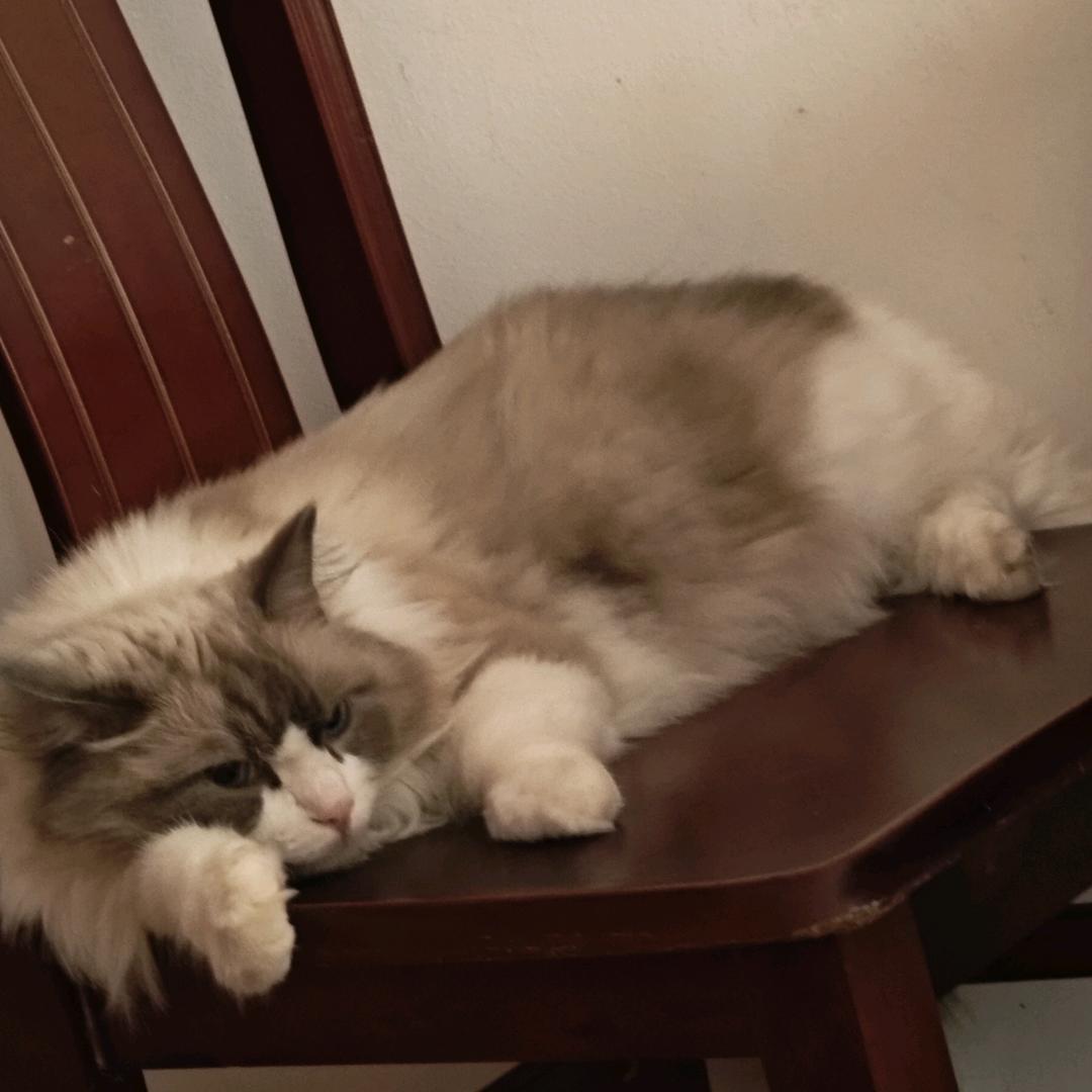 悲伤玉米排骨汤