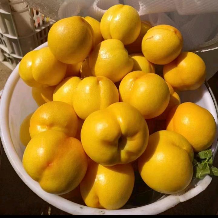 狼的性格