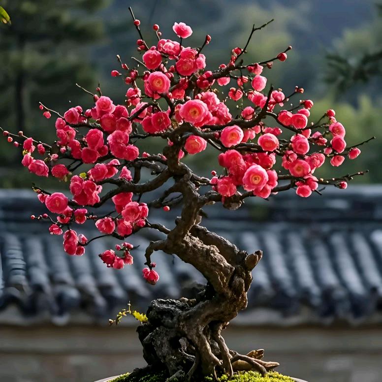 一元花卉苗木