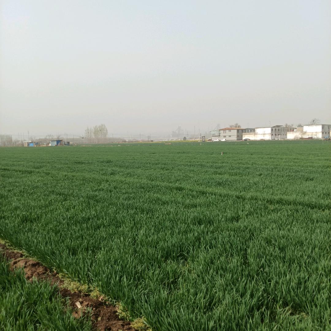 王家大门