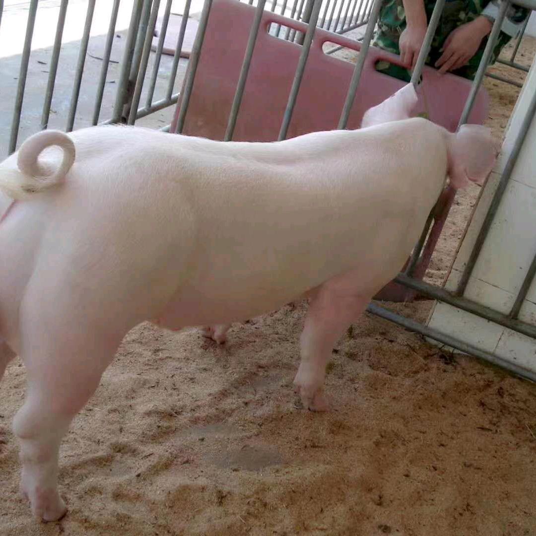 猪哥哥喜欢钓鱼