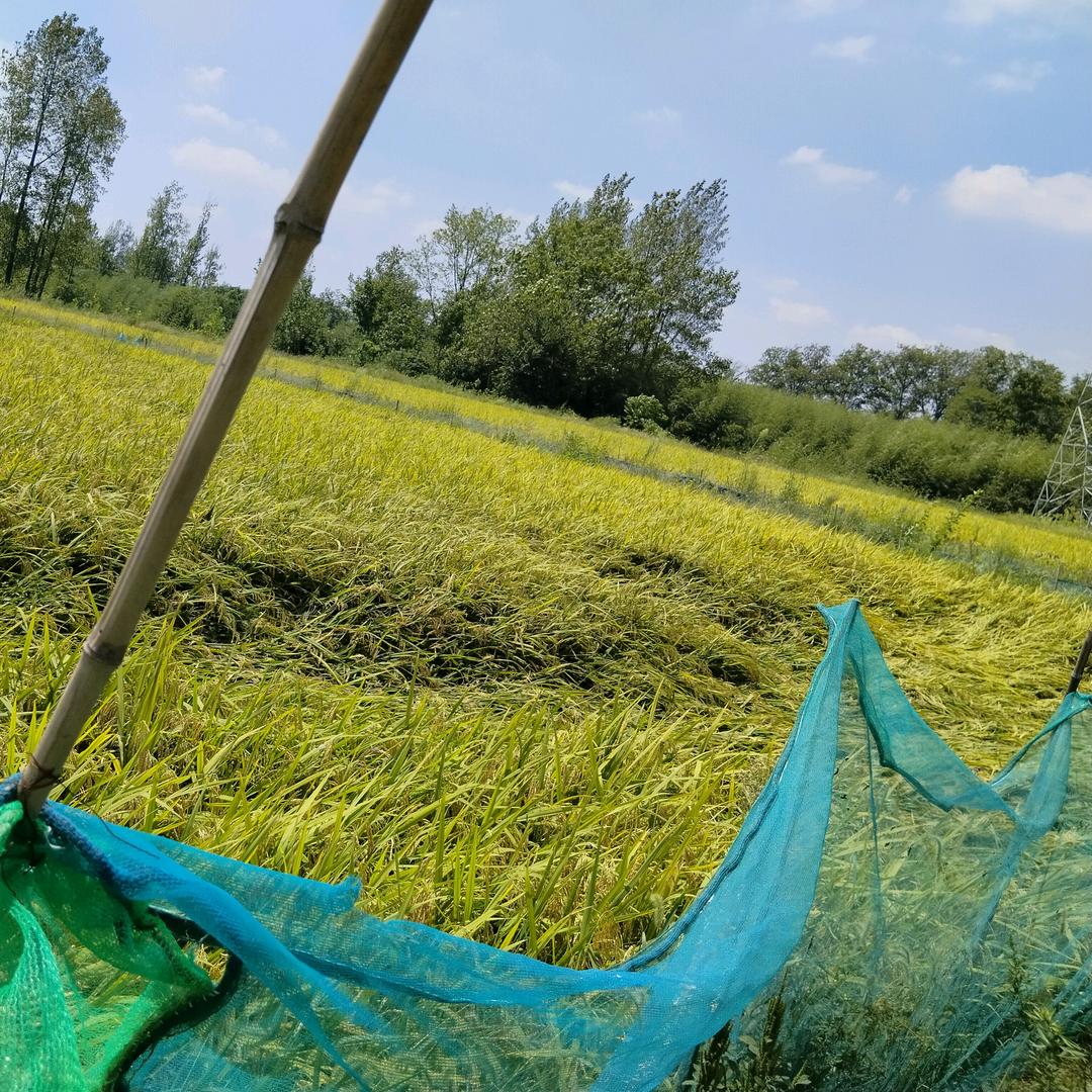 80后在农村