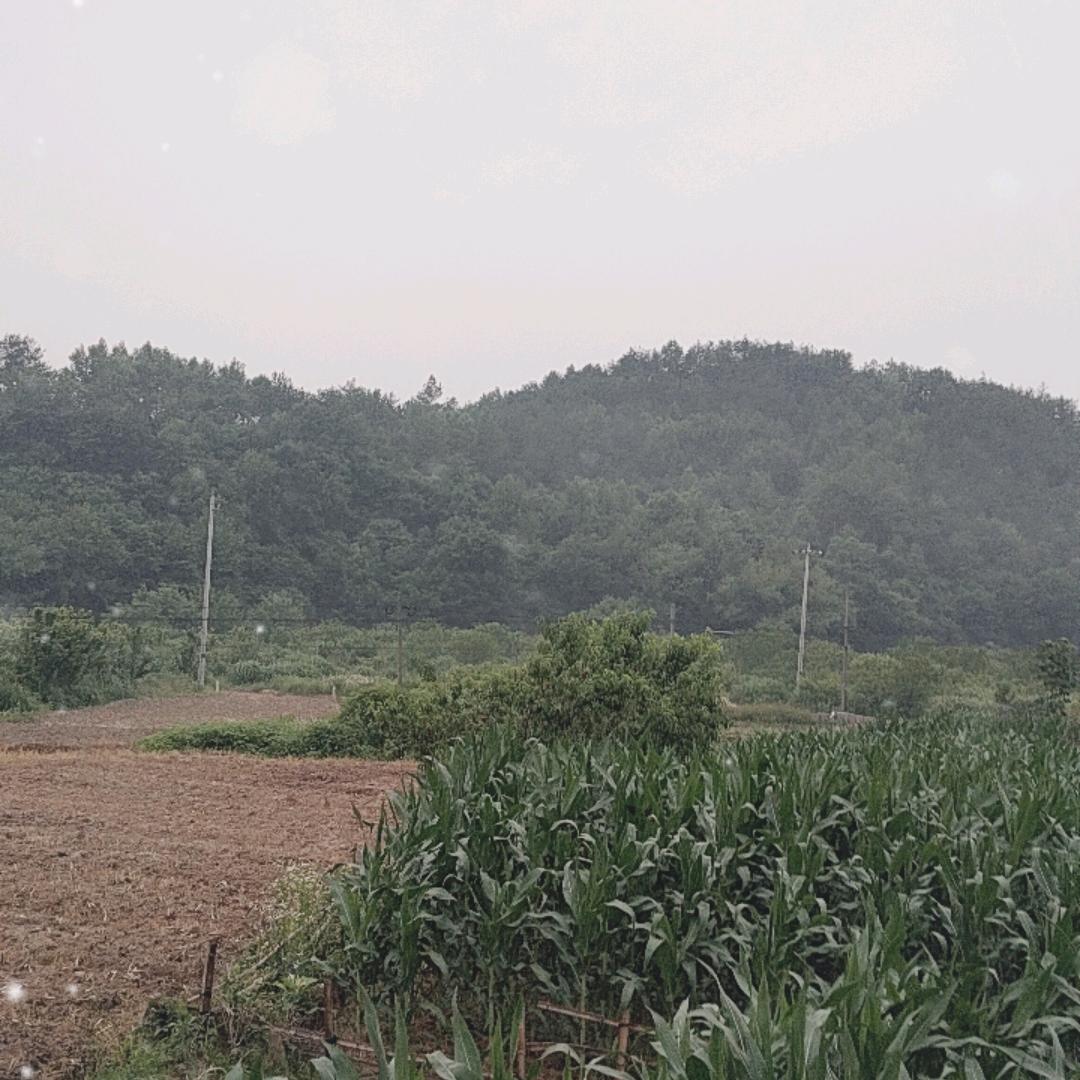 何生苗