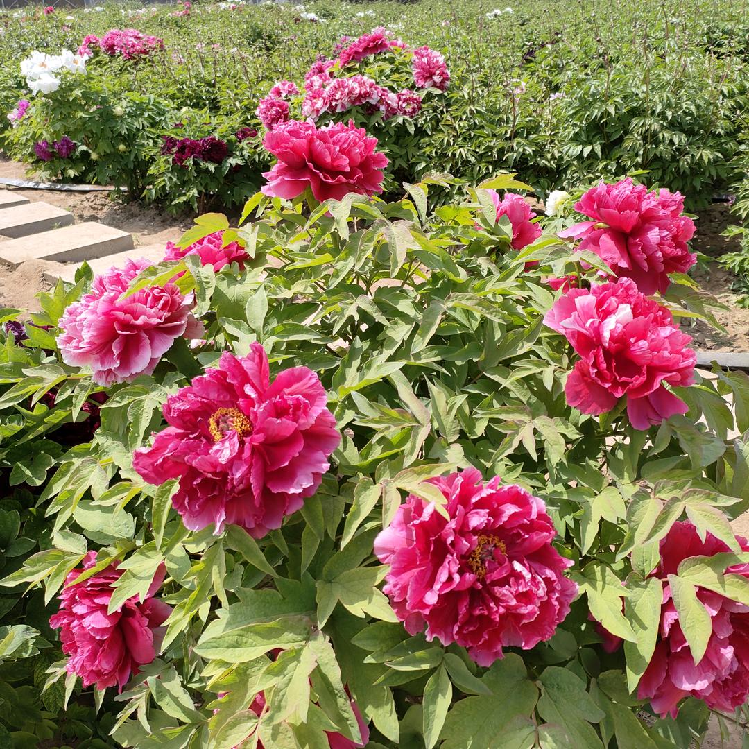 🌸开富🌸贵