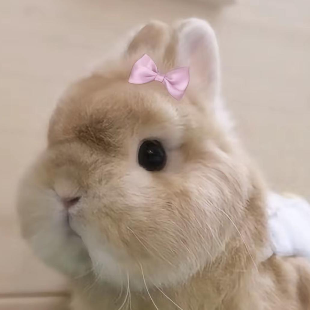 一坨肥兔