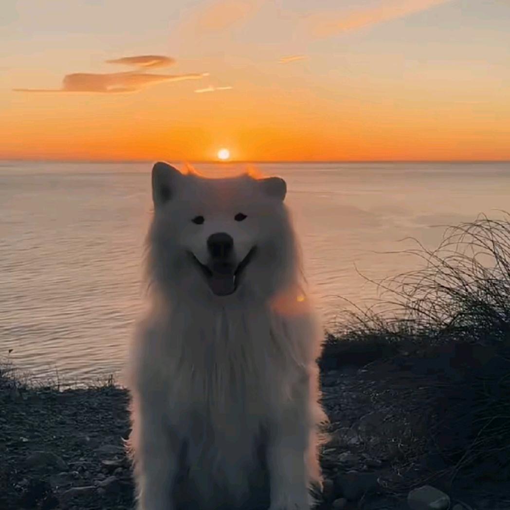 蛋蛋（王者荣耀）