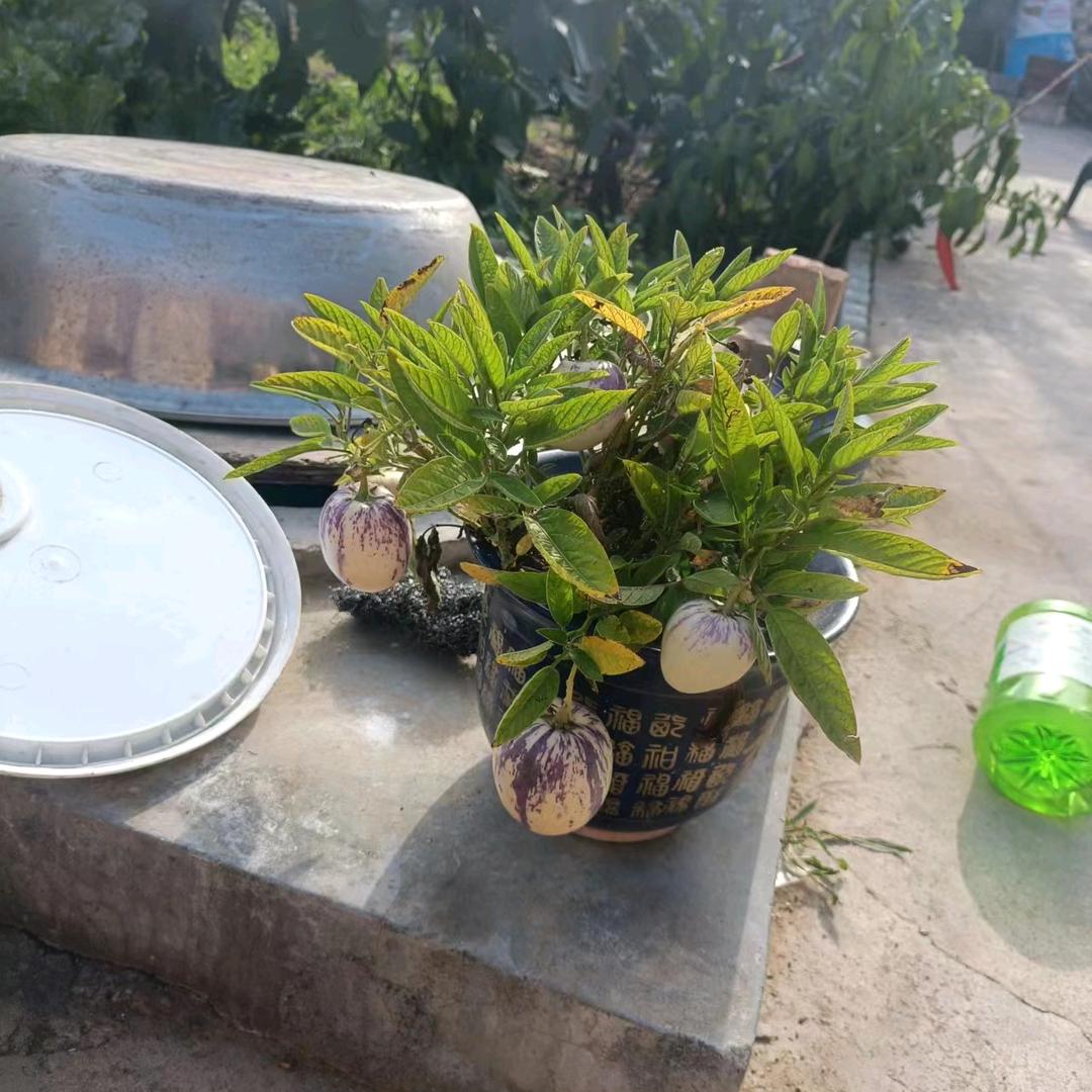 淡世无人
