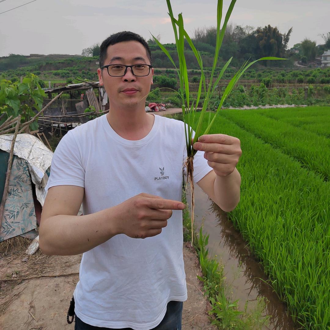 迎安农资小罗