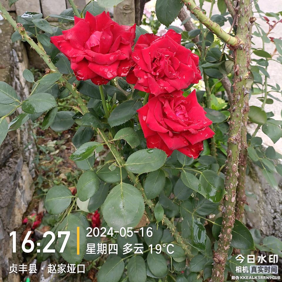 特技，柔刹车王