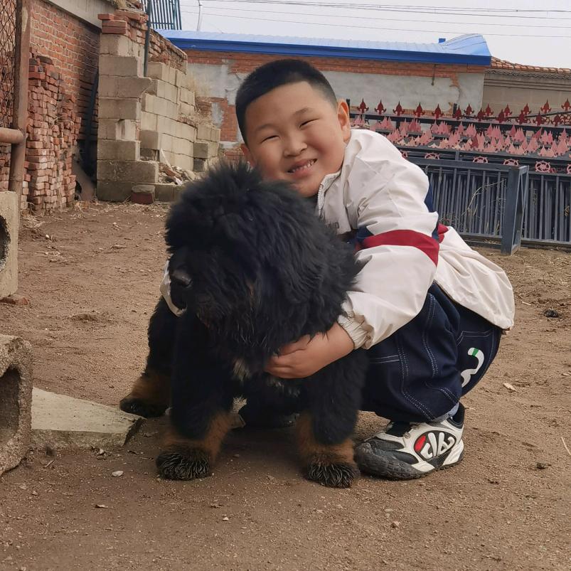 脱九金@青海藏獒