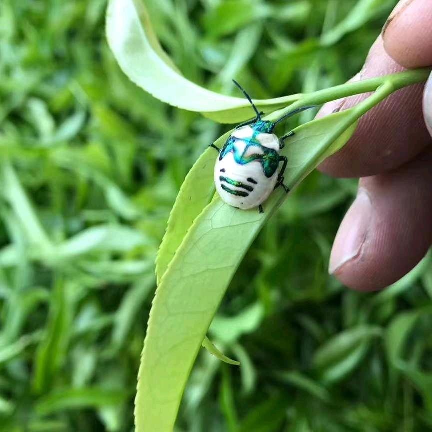 兴铭茶叶批发