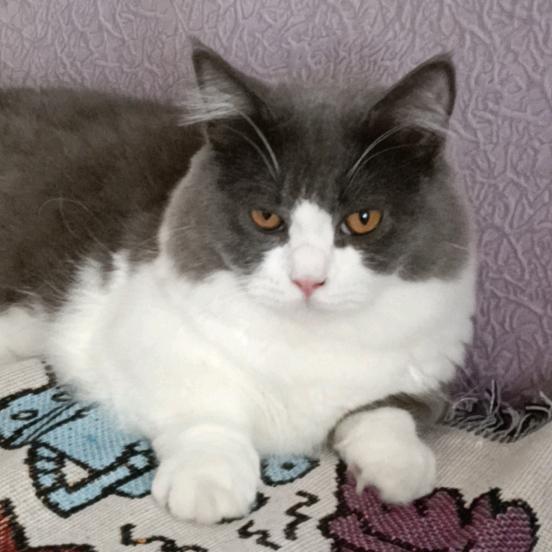 微微猫舍