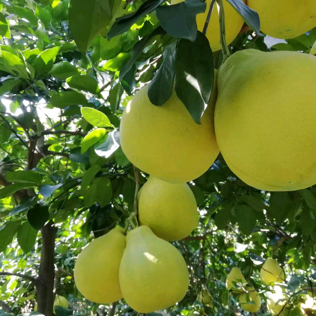 柚哥沙田柚生态种植基地