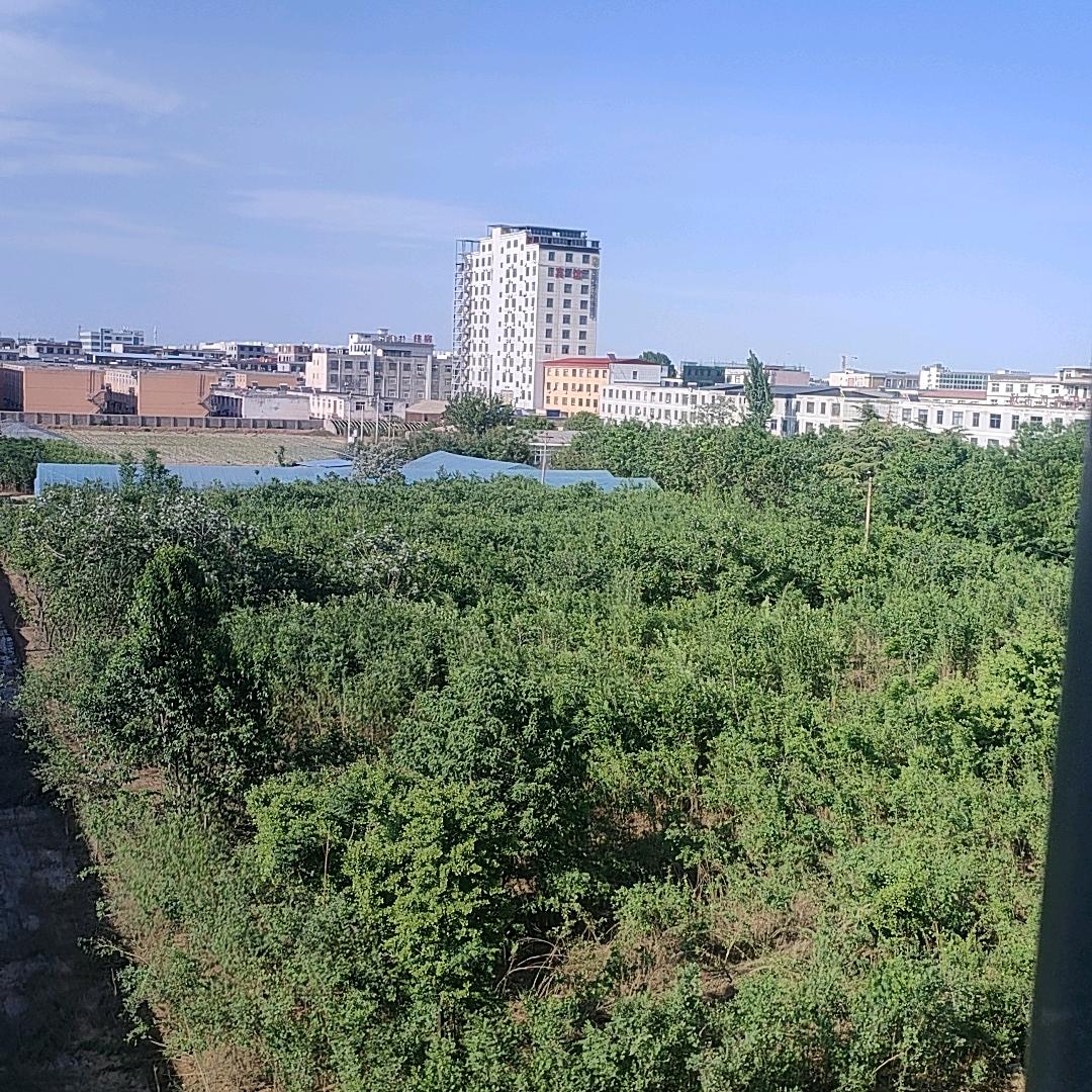 忠诚的海