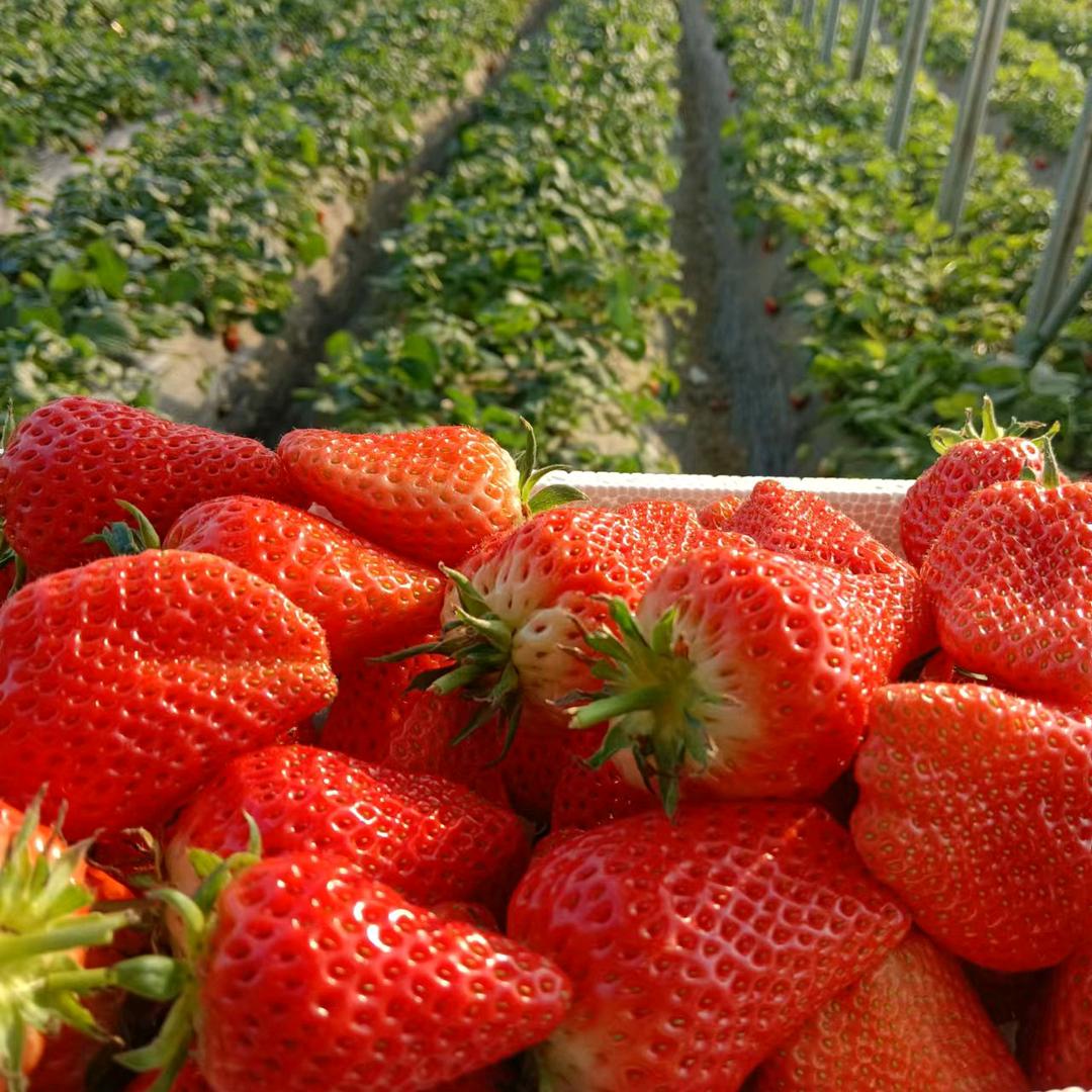 立恒草莓采摘园（郓城西代庄双泽加油站西）