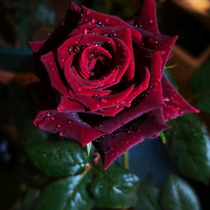 ꦿ᭄甘愿໊ོএꦿ᭄