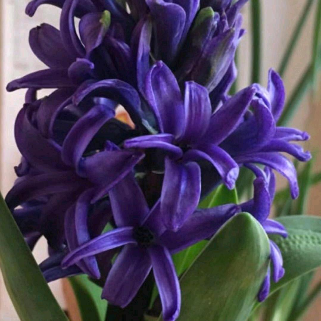 红香菜篮子