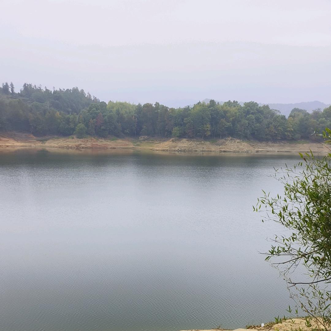 行走的鸡毛掸子