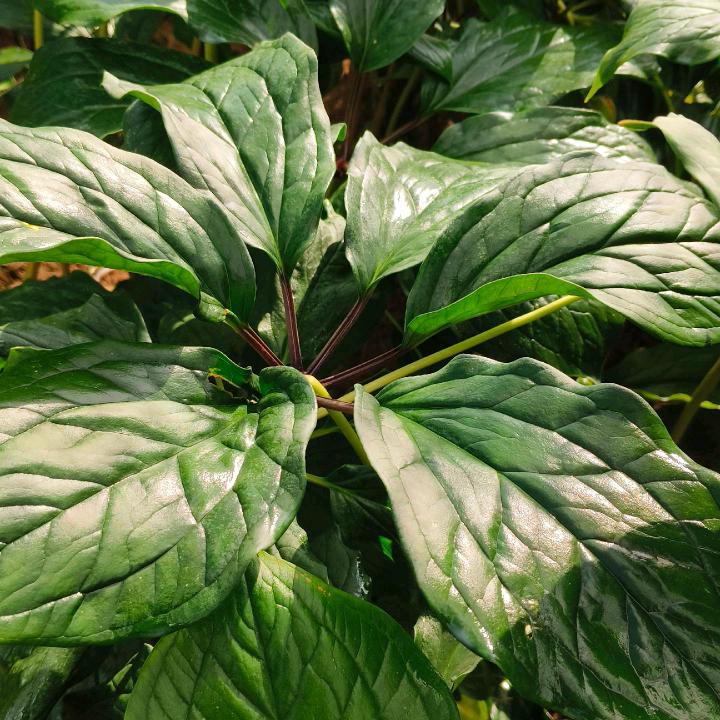 中草药种植