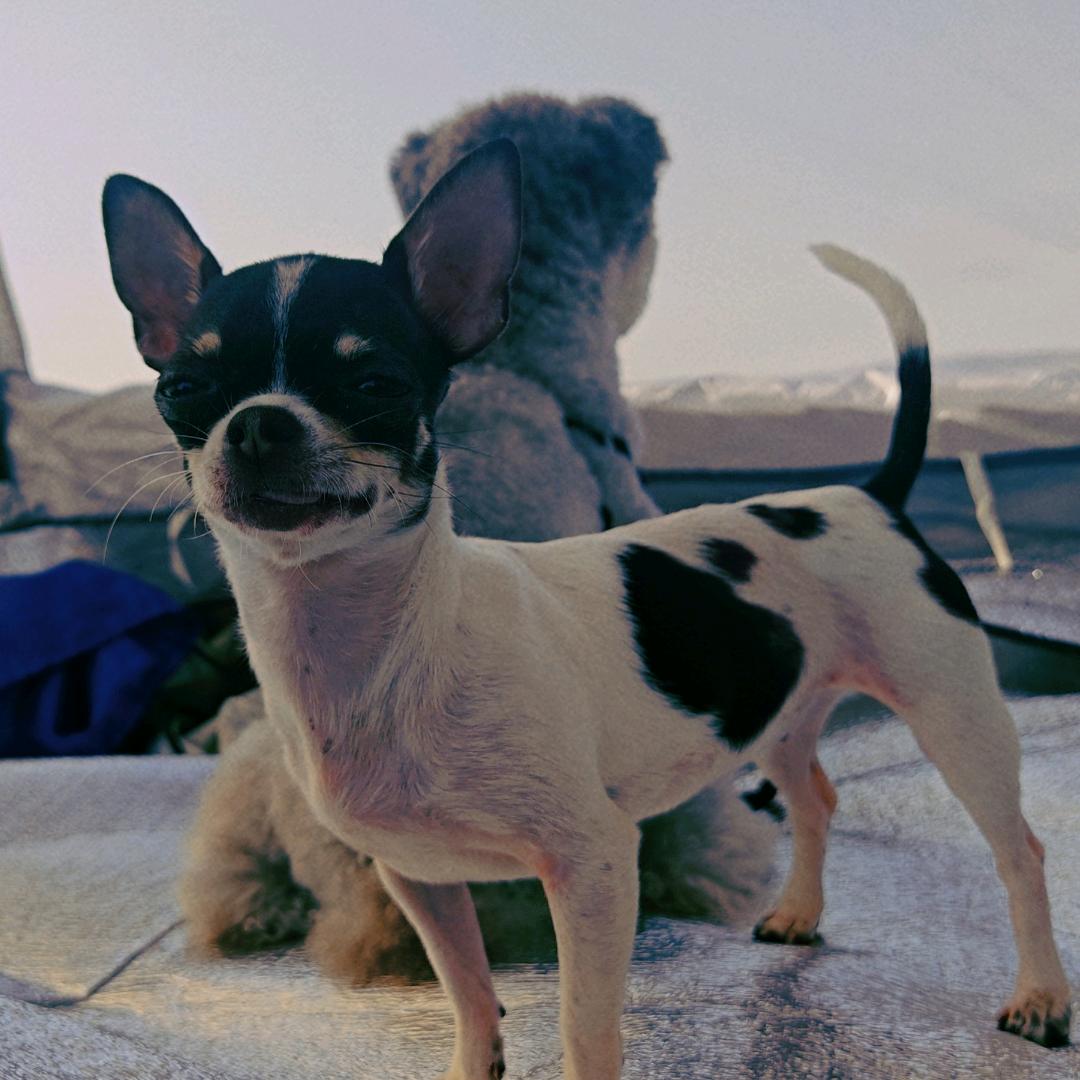 小胡铺子·宠物轻食