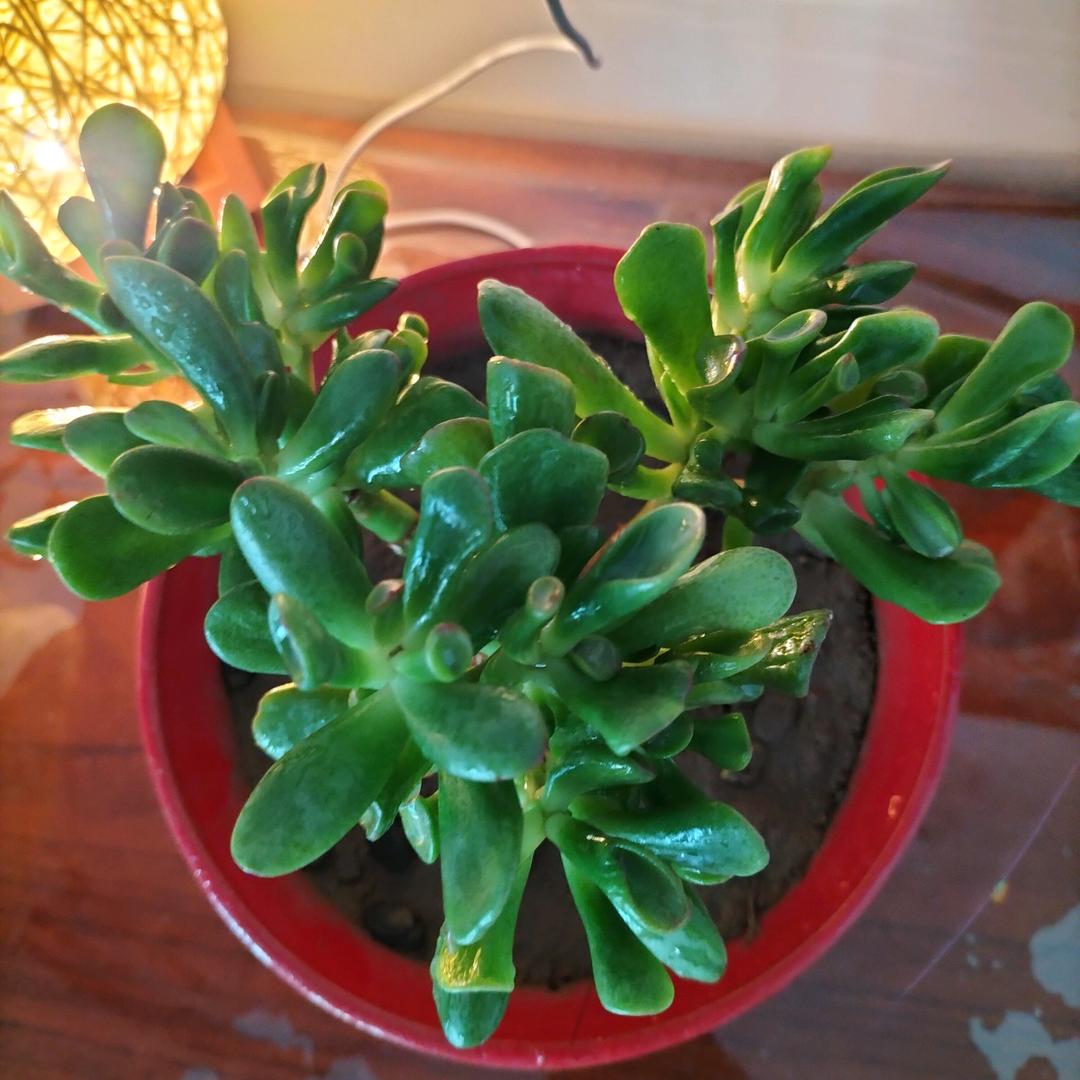 相亲相爱🌷🌷🌷幸福到老🌹🌹🌹