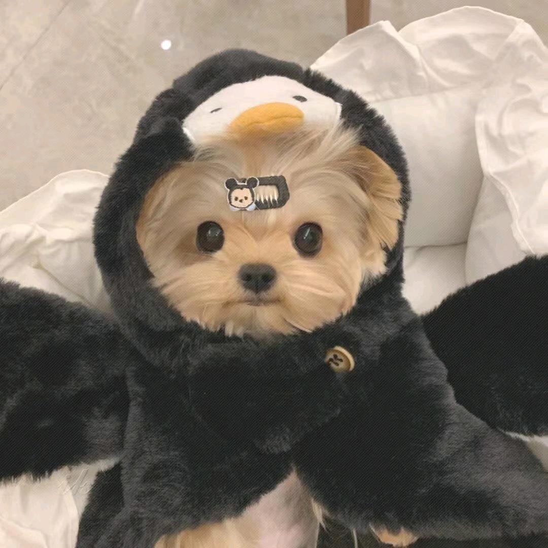 博乐都说好马（漫威机车小琦）