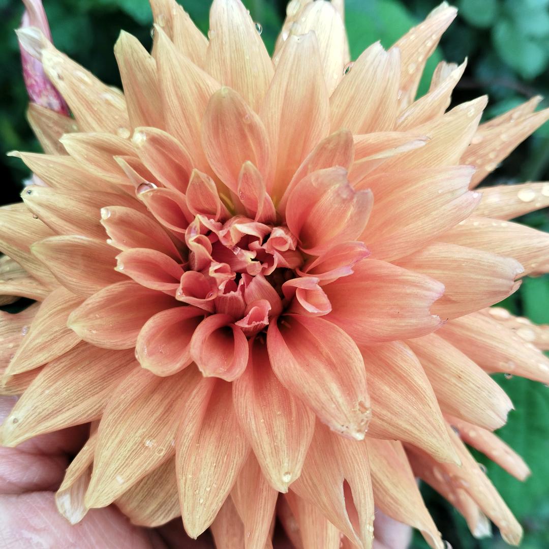 ♥️小任*:ஐ٩(๑´ᵕ`)۶ஐ:*性