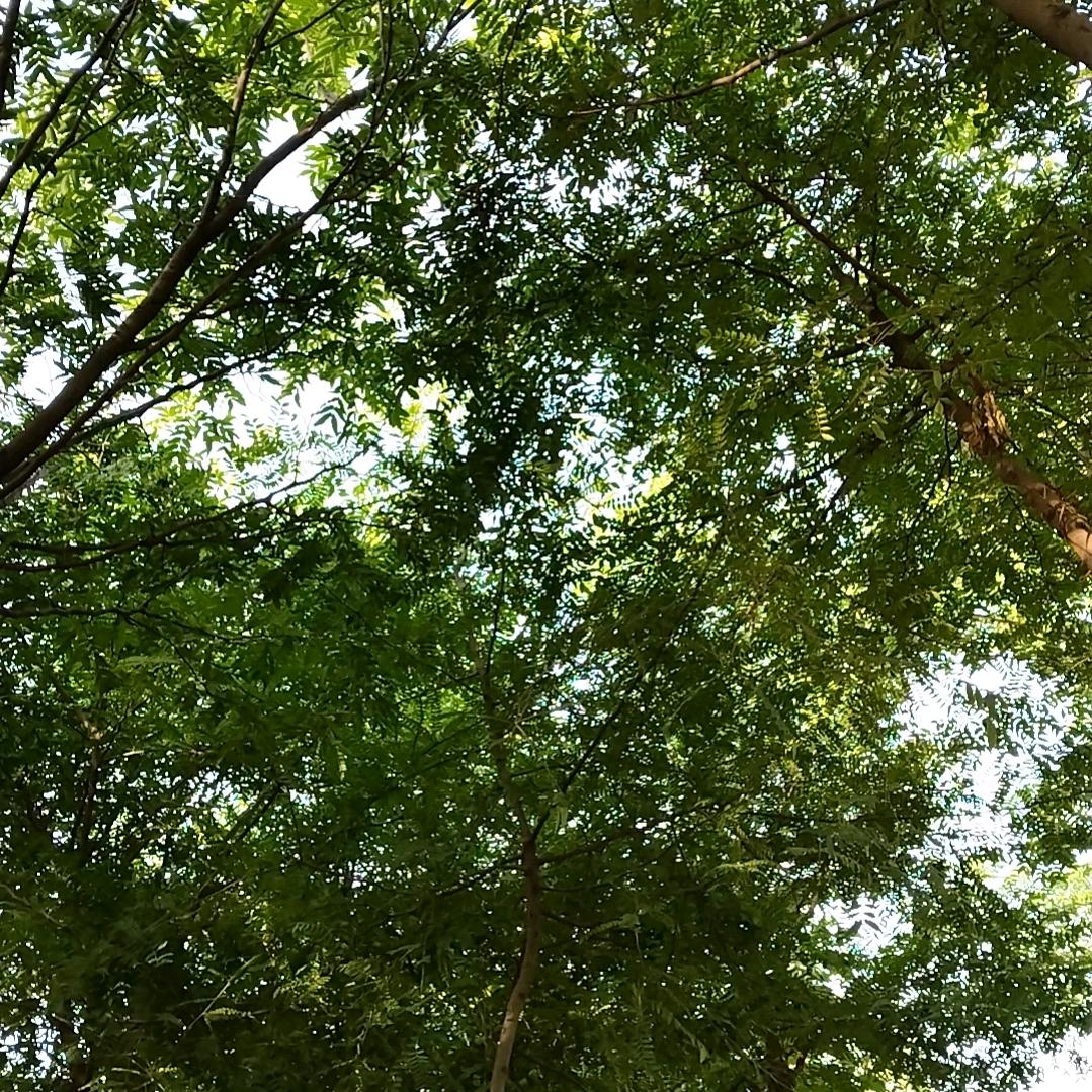 香山公园