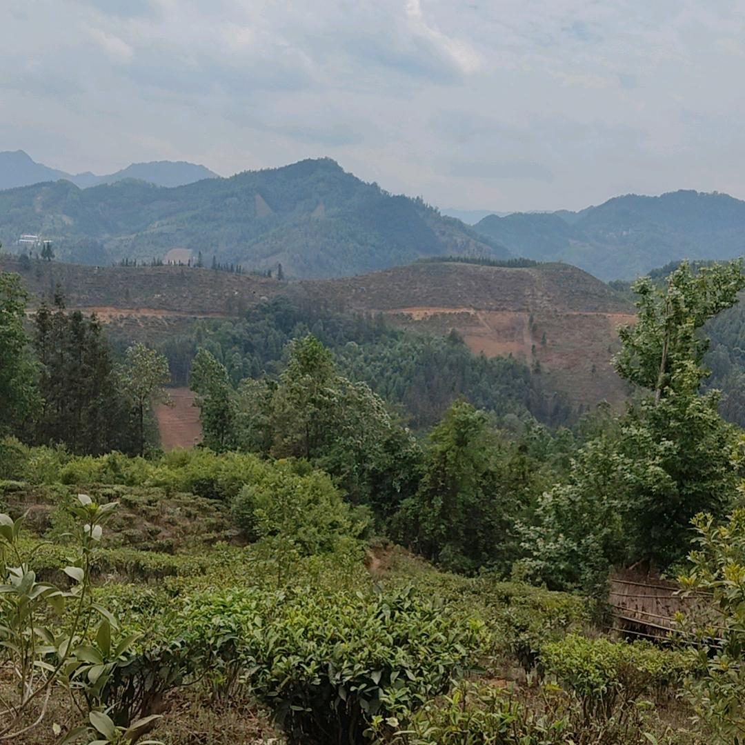 看不见的人心，，，，杨