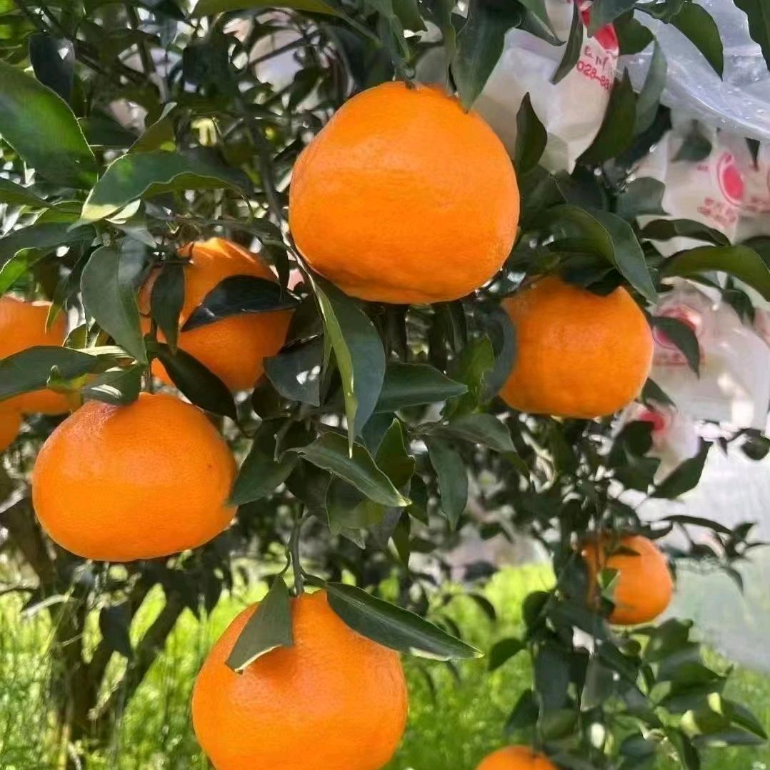 飞翔的小铺子7x6