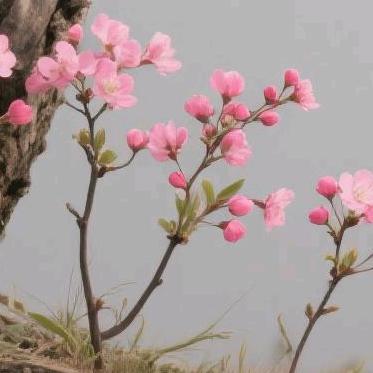 一树梨花
