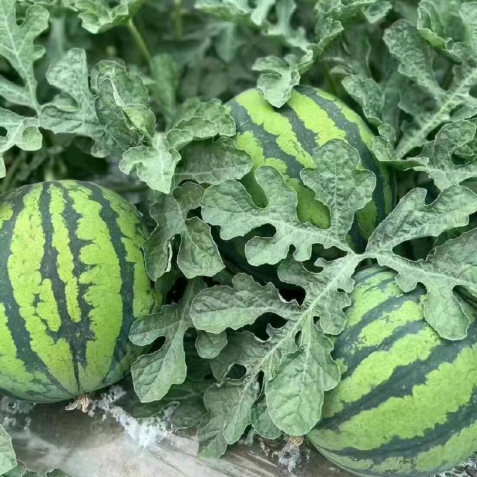 庆阳汇引瓜果代收代发全国🍉