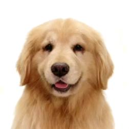 🐉焱阳高照🐶