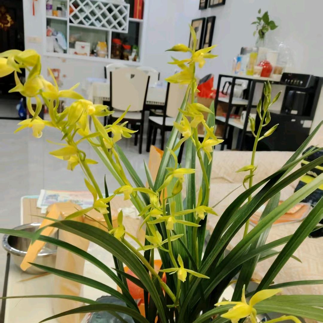小戚姐姐