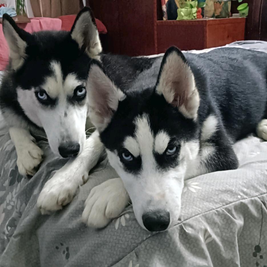 桦林深处之宠物用品