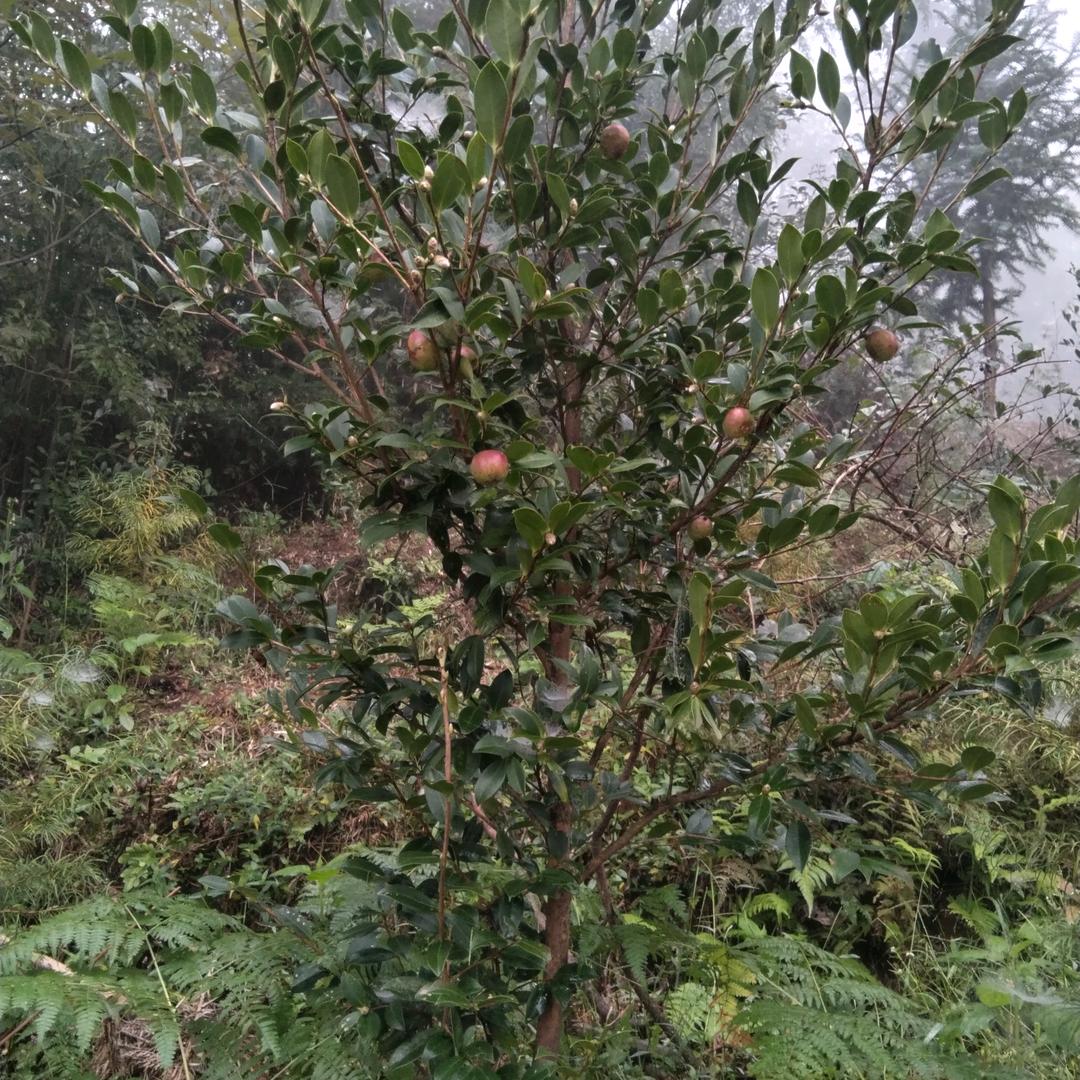 谢伦田