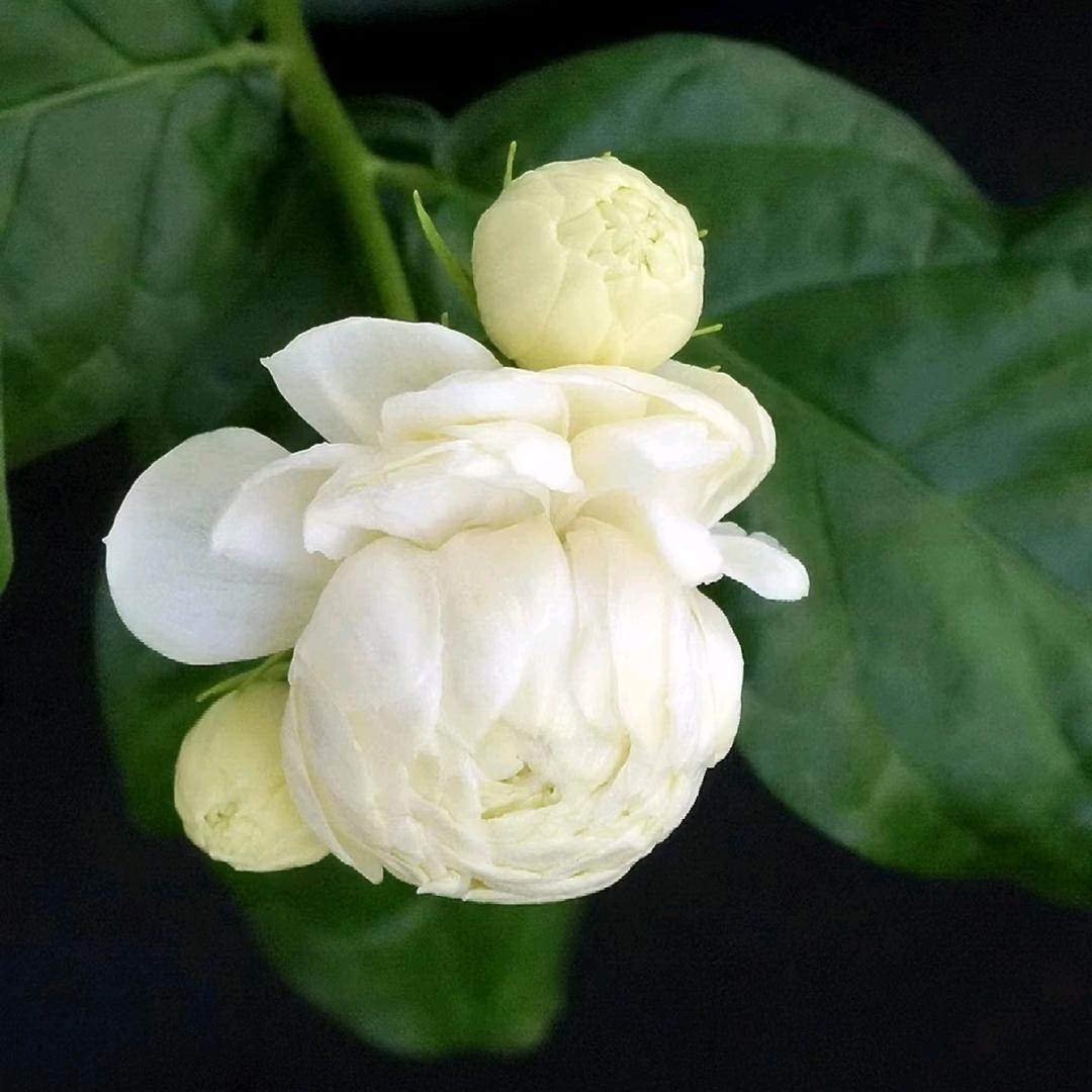 茉莉