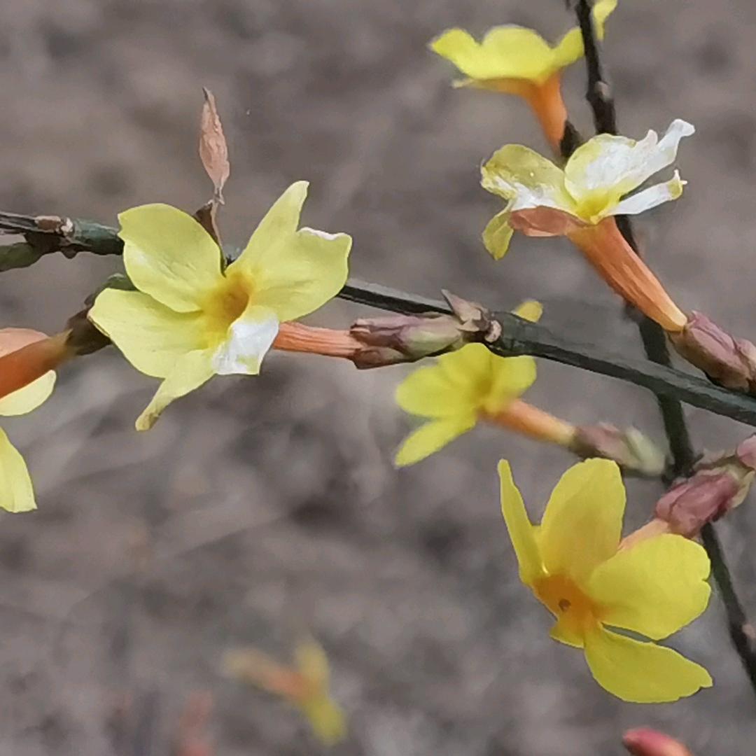 李老师爱读经典