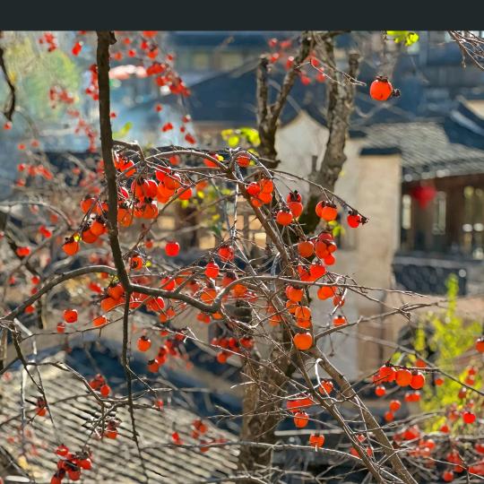 新沂草桥平板桥杂粮煎饼