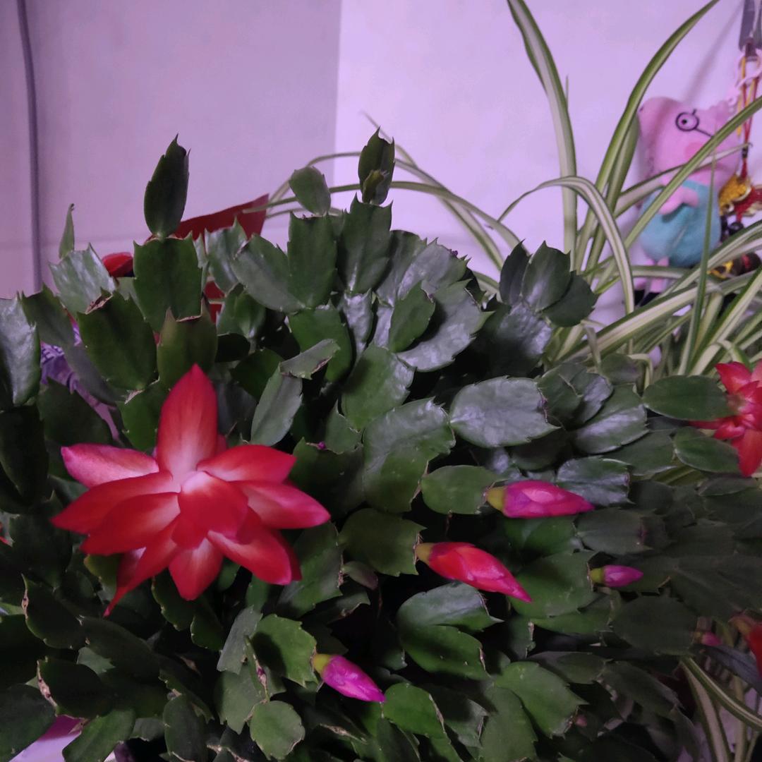 花开半夏