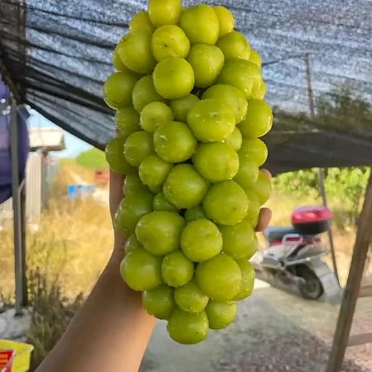 汉川市金藤葡萄采摘园