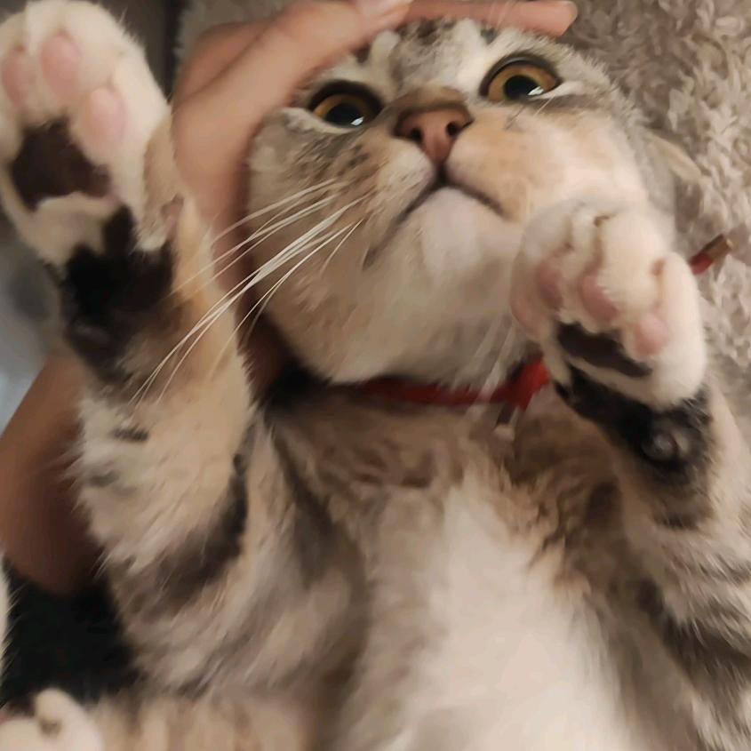 小猫味的薄荷糖*
