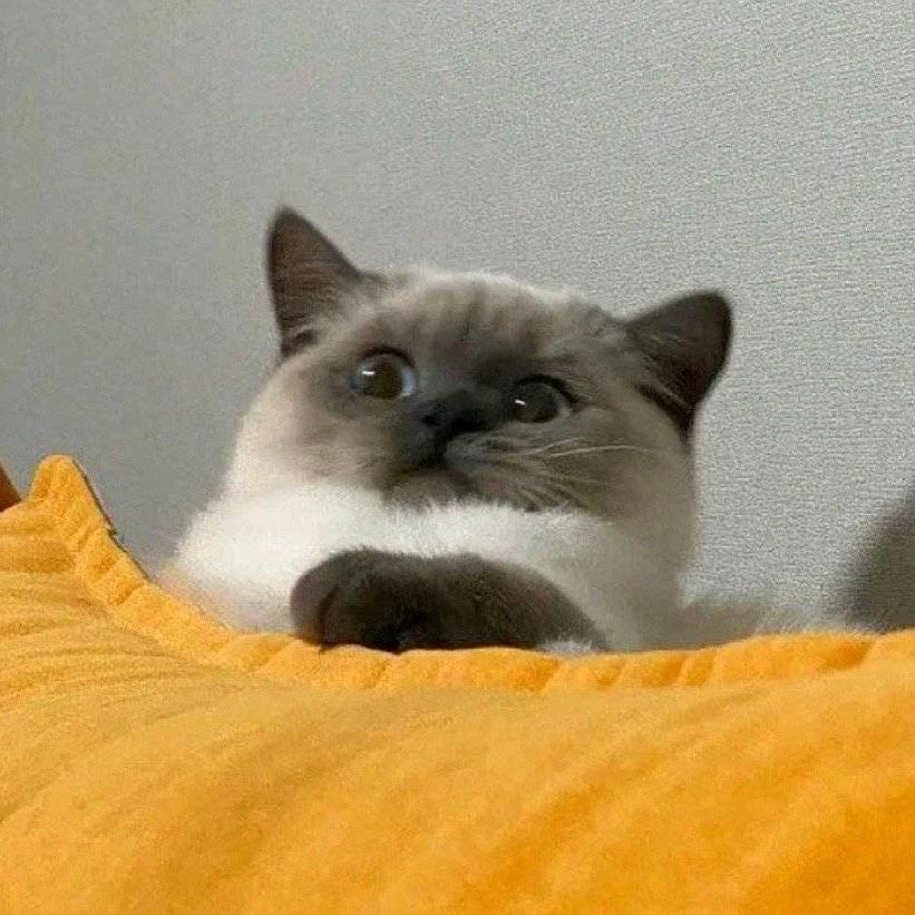 橘子海里有橘子