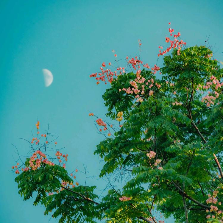 原来是乌克丽丽丫