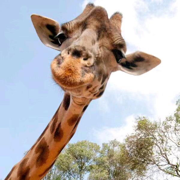 一只长颈鲁🦒