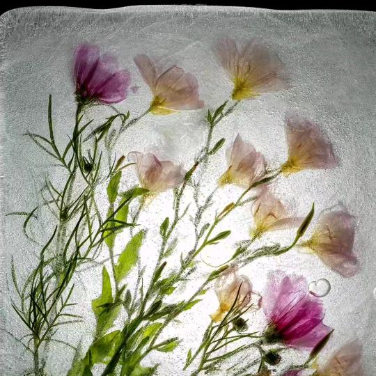 糖豆豆🍓