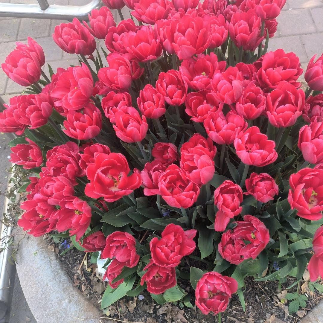 春暖花开🌹🌹🌹