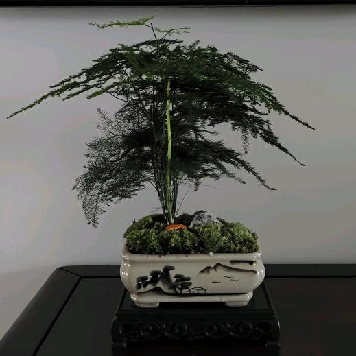 新哥