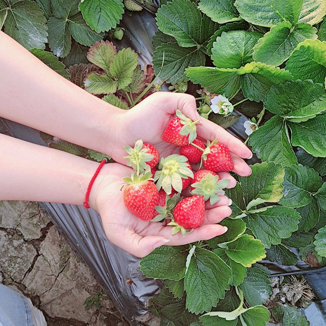 燕子
