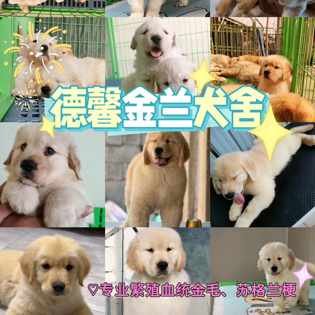 徐州德馨金兰金毛犬舍